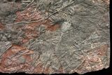 Silurian Fossil Crinoid (Scyphocrinites) Plate - Morocco #134299-3